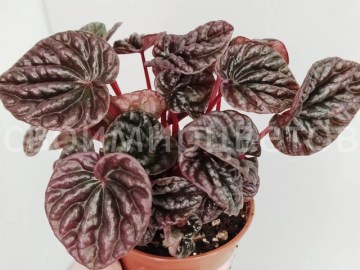 Пеперомия Caperata Luna Red 05052021